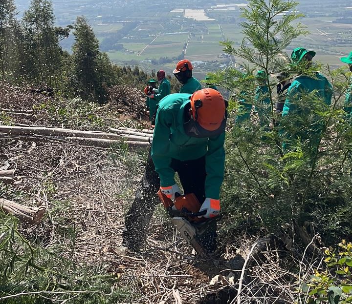Worker clearing alien vegetation with a chainsaw