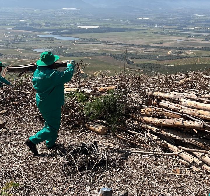 Worker carrying heavy cut logs